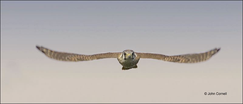 Falcon;Florida;Kestrel;American Kestrel;Southeast USA;flying bird;one animal;close-up;color image;nobody;photography;day;birds;animals in the wild;flight;Falco sparverius;Birds of Prey;Curved Beak;Hunter;Hunters;Predator;Predatory;Talon;Talons;Raptor;Raptors;avifauna;feathered;feathers;wilderness;perch;perching;watch;Flying bird;One animal;Close-up;Color image;Outdoors;Wildlife;Birds;Animals in the wild;Flight;action;active;aloft;in flight;motion;movement;soar;soaring;winged;wings;behavior;watchful;outdoors;Close up;close up